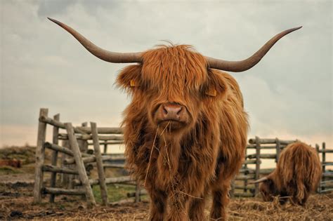 highland cow wallpaper|highland cow free background.